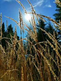 Low angle view of plants against sky