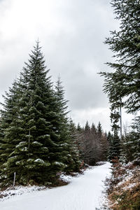 Pine trees on snow covered land against sky