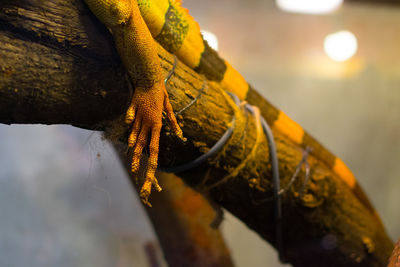 Close-up of butterfly on yellow leaf