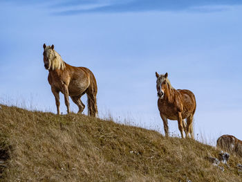 Horses on a hill on the alps