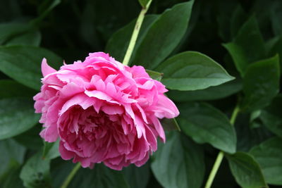 Close-up of pink rose flower