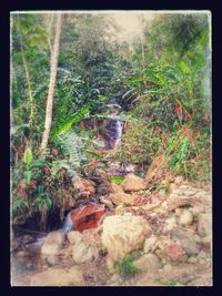 Stream flowing through forest