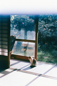 Dog seen through window