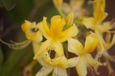 Close-up of yellow flowering plant