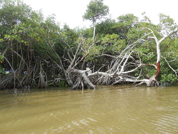 Dead tree on riverbank