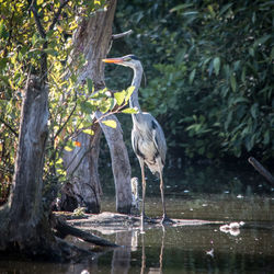 High angle view of gray heron perching on tree by lake