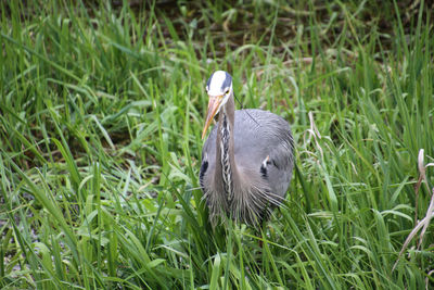 A young great blue heron fishing