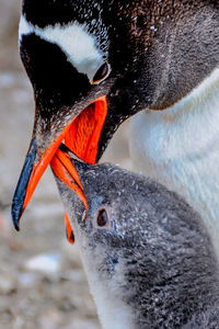 Gentoo penguin feeding chick