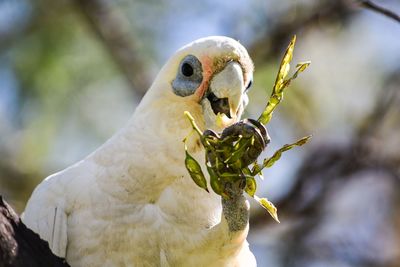 Close-up of bird