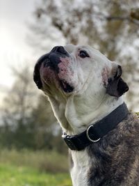 Close-up of a dog looking away