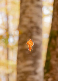 Close-up of autumn leaves hanging on tree