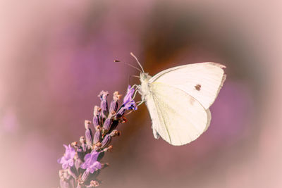 Close-up of butterfly pollinating on purple flower lavender 