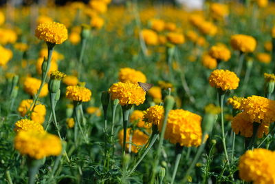 Close-up of yellow flowers on field