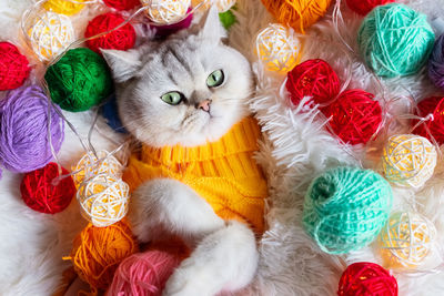 A funny white cat lies in a yellow knitted sweater, on a fluffy blanket with colorful balls of yarn.