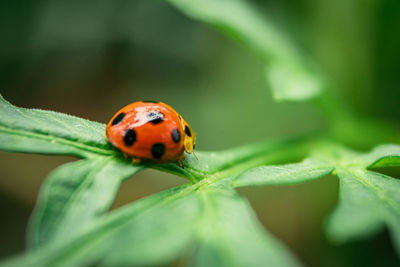 Cute ladybug creeping on green leaf