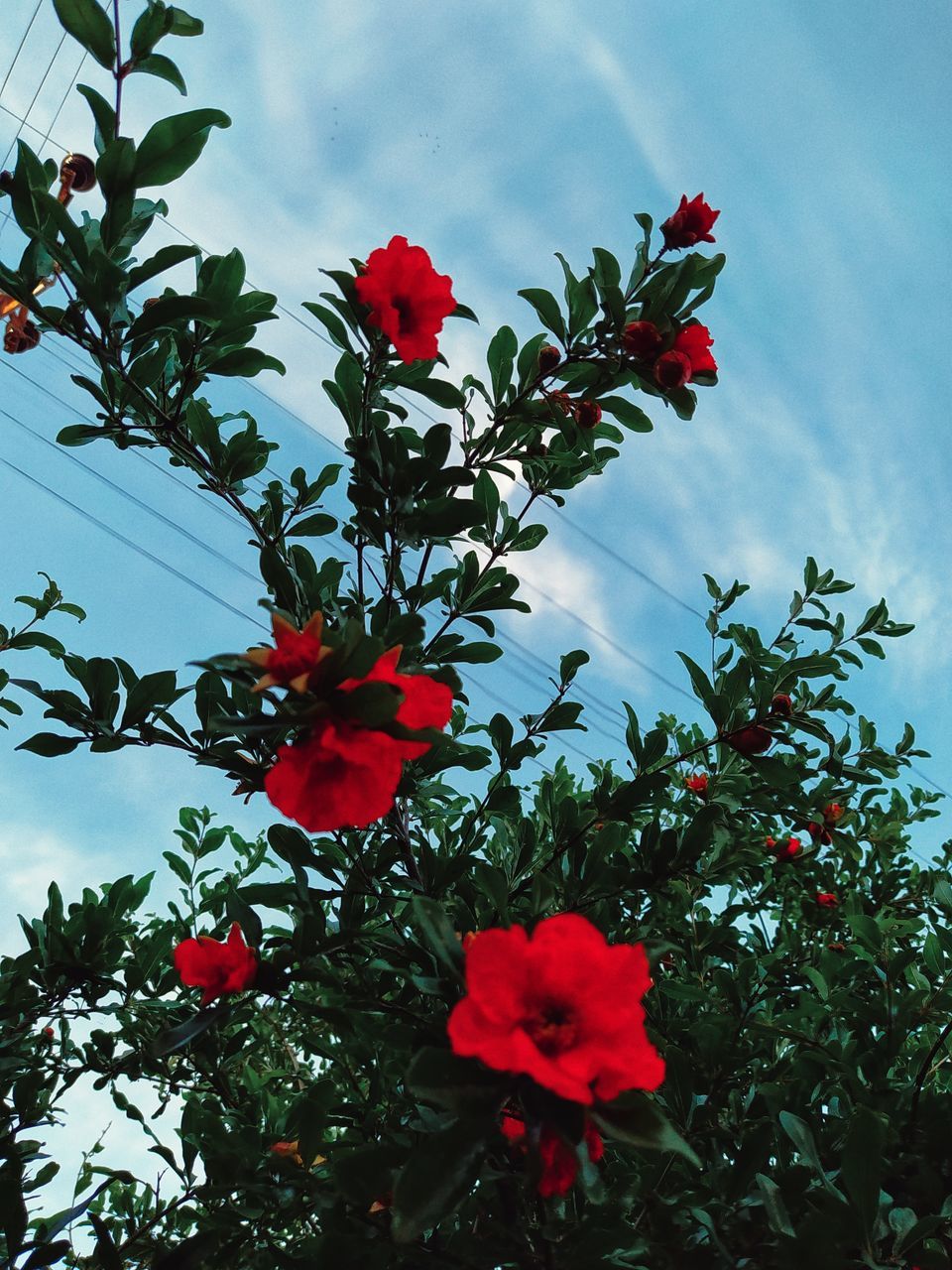 LOW ANGLE VIEW OF FLOWERING PLANTS AGAINST SKY