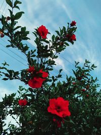 Low angle view of red flowering plant against sky