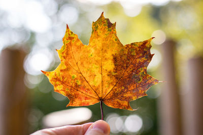 Close-up of hand holding maple leaf during autumn