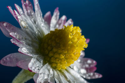 Close-up of wet yellow flower