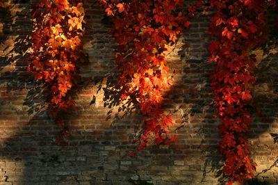 Close-up of red brick wall