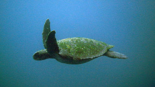 Close-up of turtle swimming in sea