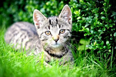 Portrait of cat on grassy field