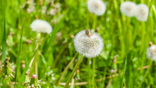 Close-up of dandelion on field