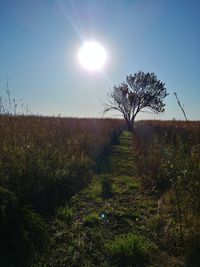 Scenic view of field against bright sun