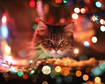 Close-up portrait of cat with illuminated christmas lights in darkroom