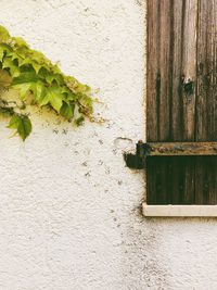 Close-up of plant on window