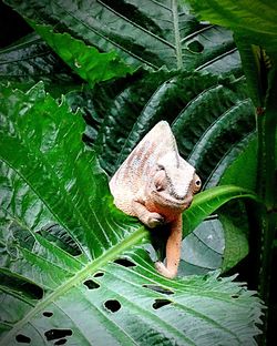 Close-up of a lizard on leaves