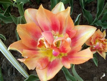 Close-up of flower