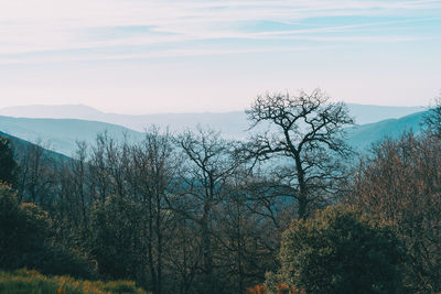 Plants growing on landscape against sky