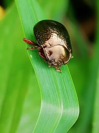 Close-up of insect on leaf