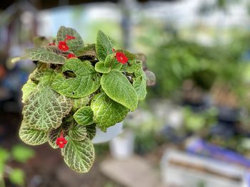 Close-up of berries growing on plant