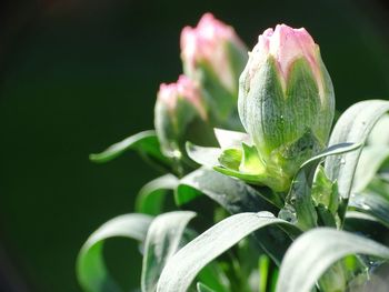 Close-up of wet plant