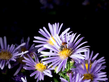 Close-up of honey bee