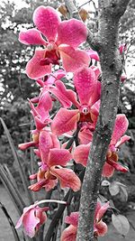 Close-up of pink flowers blooming on tree