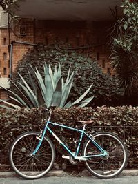 Bicycle by potted plant against building
