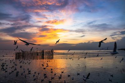 Silhouette birds by sea against sky during sunset