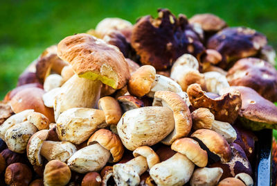 Close-up of mushrooms