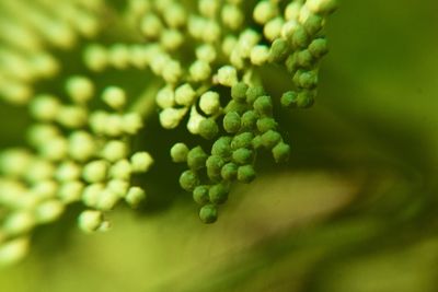 Close-up of green plant