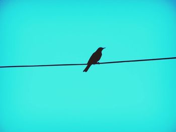 Low angle view of birds against clear blue sky