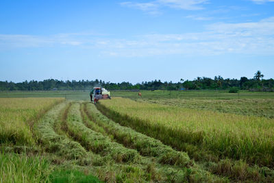 Scenic view of agricultural field against sky