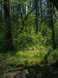 Trees in forest