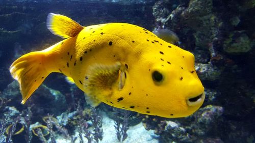 Yellow fish underwater