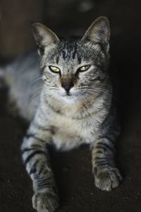 Close-up portrait of cat sitting