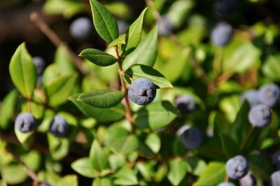 Blueberry fruits