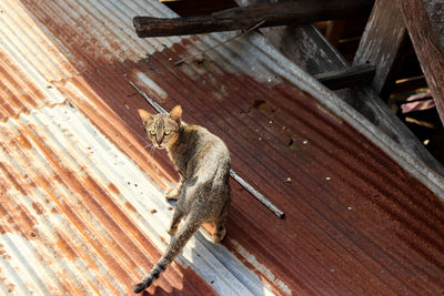 High angle view of cat sitting on wood