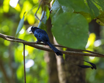 Bird perching on branch